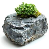 verde muschio su un' pietra isolato su bianca sfondo con ombra. roccia con foresta muschio isolato. roccia con selvaggio foresta erba e natura foto