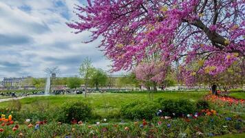 vivace primavera parco scena con fioritura rosa ciliegia fiori e colorato tulipani, ideale per Pasqua e ambientale consapevolezza soddisfare foto