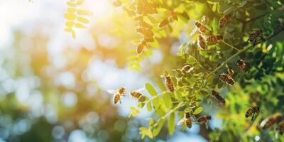 api raccolta miele a partire dal acacia alberi, vuoto spazio per testo foto