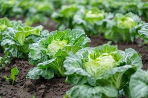 fresco verde cavolo teste in crescita nel un' giardino, simboleggiante biologico agricoltura e salutare mangiare, Perfetto per mondo cibo giorno e vegetariano consapevolezza mese foto