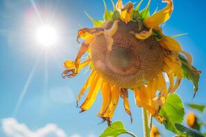 vicino su di un' girasole avvizzimento sotto intenso sole, simboleggiante il lotta di natura durante estremo calore foto