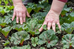 vicino su di mani piantare rabarbaro nel un' giardino, raffigurante biologico agricoltura e sostenibile vita, ideale per terra giorno e mondo ambiente giorno promozioni foto