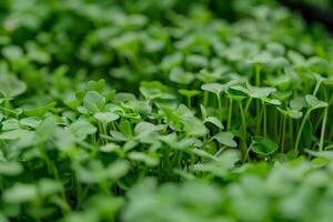 vivace verde microgreens nel un' sostenibile urbano giardino simboleggiare salutare mangiare e poteva essere Associated con tutti e due terra giorno e mondo ambiente giorno foto