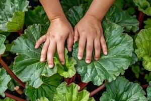 Childs mani delicatamente toccante verde rabarbaro le foglie nel un' giardino, simboleggiante ambientale formazione scolastica e terra giorno consapevolezza foto