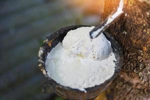 piantagioni di gomma con lattice di gomma in una ciotola estratta dalla piantagione di alberi della gomma agricoltura asiatica per il lattice naturale foto