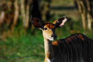 antilope africana al tramonto foto