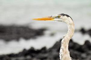 un airone sugli scogli foto