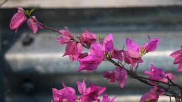 carta fiori o bougenville con rosa fiore siamo fioritura meravigliosamente nel il giardino foto