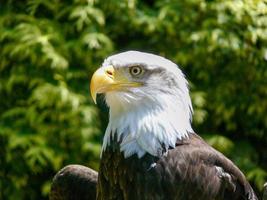 aquila calva americana foto