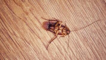 un' morto scarafaggio sottosopra fuori uso. vicino su. legna motivo pavimento sfondo. foto