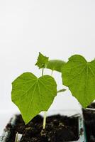 vicino su di giovane verde zucchine zucchine e cetriolo piantina germogli in crescita nel il plastica pentole a casa. giardinaggio passatempo concetto. serra vita. isolato su il bianca sfondo. copia spazio foto