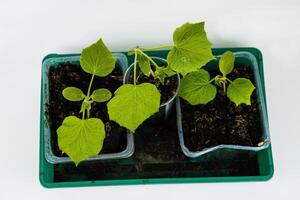 vicino su di giovane verde zucchine, cetriolo piantina germogli in crescita nel plastica pentole, vassoio a casa. giardinaggio passatempo concetto. serra vita. isolato su il bianca sfondo. superiore Visualizza. copia spazio foto