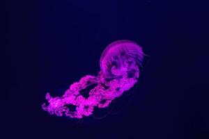 Sud americano mare ortica gelatina pesce nuotare subacqueo acquario piscina con rosa neon leggero foto