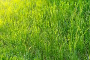 verde erba nel prato, campo o prato nel primavera su tramonto foto