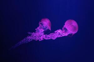 Sud americano mare ortica gelatina pesce nuotare subacqueo acquario piscina con rosa neon leggero foto