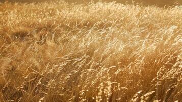 ciuffi di d'oro leggero danza attraverso il alto erba la creazione di un' magico atmosfera su il ranch foto