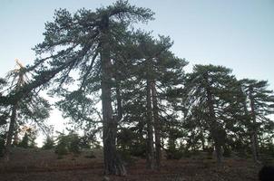 enormi alberi della foresta foto