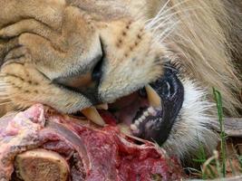 un solo leone maschio che mangia foto