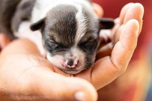 un cucciolo di due settimane foto