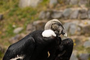 condor in via di estinzione, ecuador foto