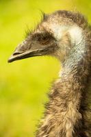 un primo piano della testa e del collo di un emu foto