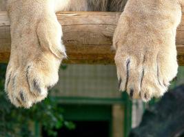 un maestoso leone seduto su una piattaforma di legno foto