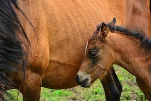 madre e giovane cavallo foto