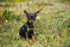 un giovane chihuachu nero foto