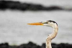 un airone sugli scogli foto