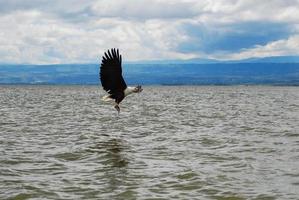 un'aquila che vola sull'acqua foto