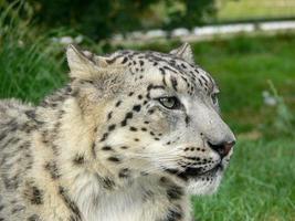 leopardo delle nevi in un ambiente zoo