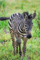 un cucciolo di zebra foto