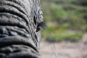un primo piano di un occhio di elefante foto
