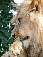 un maestoso leone seduto su una piattaforma di legno foto