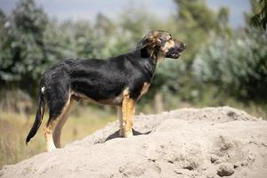 un giovane cane pastore tedesco