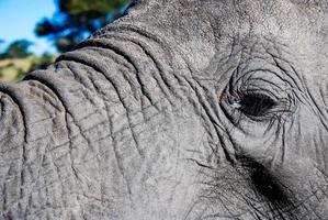 un primo piano di un occhio di elefante foto