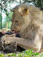 un solo leone maschio che mangia foto