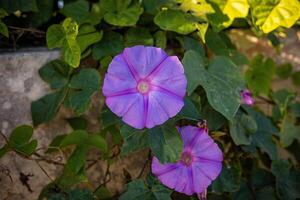 Ipomoea viola. all'aperto impianti su il isola di Malta. foto