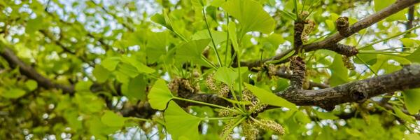 luminosa verde ginkgo biloba le foglie nel primavera, messa a fuoco su fogliame crescita e albero vitalità, relazionato per ambientale concetti e pergolato giorno foto