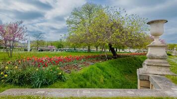 vivace primavera parco scena con fioritura tulipani e ciliegia fiori, ideale per primavera e Pasqua a tema sfondi o giardinaggio concetti foto
