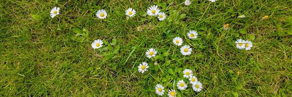 panoramico Visualizza di bianca margherita fiori punteggiatura un' lussureggiante verde prato, simboleggiante primavera e il concetto di crescita e rinnovo foto