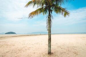 vicino su palma albero su il spiaggia di santos, brasile. foto