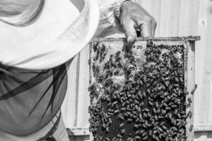 l'ape alata vola lentamente verso l'apicoltore raccoglie il nettare sull'apiario privato foto