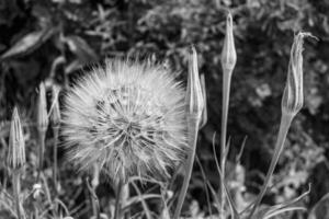 bellissimo selvaggio in crescita fiore seme dente di leone su sfondo prato foto