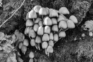 fotografia per tema grande bellissimo velenoso fungo nel foresta su le foglie sfondo foto