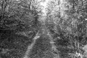 fotografia su tema bellissimo sentiero nel selvaggio fogliame bosco foto