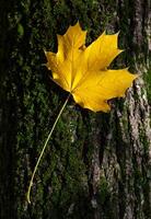 giallo acero foglia su albero tronco, autunno concetto. foto