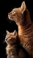 africano d'oro gatto e gattino ritratto con spazio per testo, oggetto su giusto lato foto