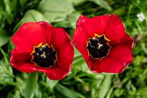 rosso tulipano nel un' giardino nel molla, amore e Salute cura concetto, Tulipa foto