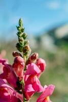 bocca di leone fiori nel il giardino, antirrhinum maggiore, rosa fiore testa e sfocato sfondo foto